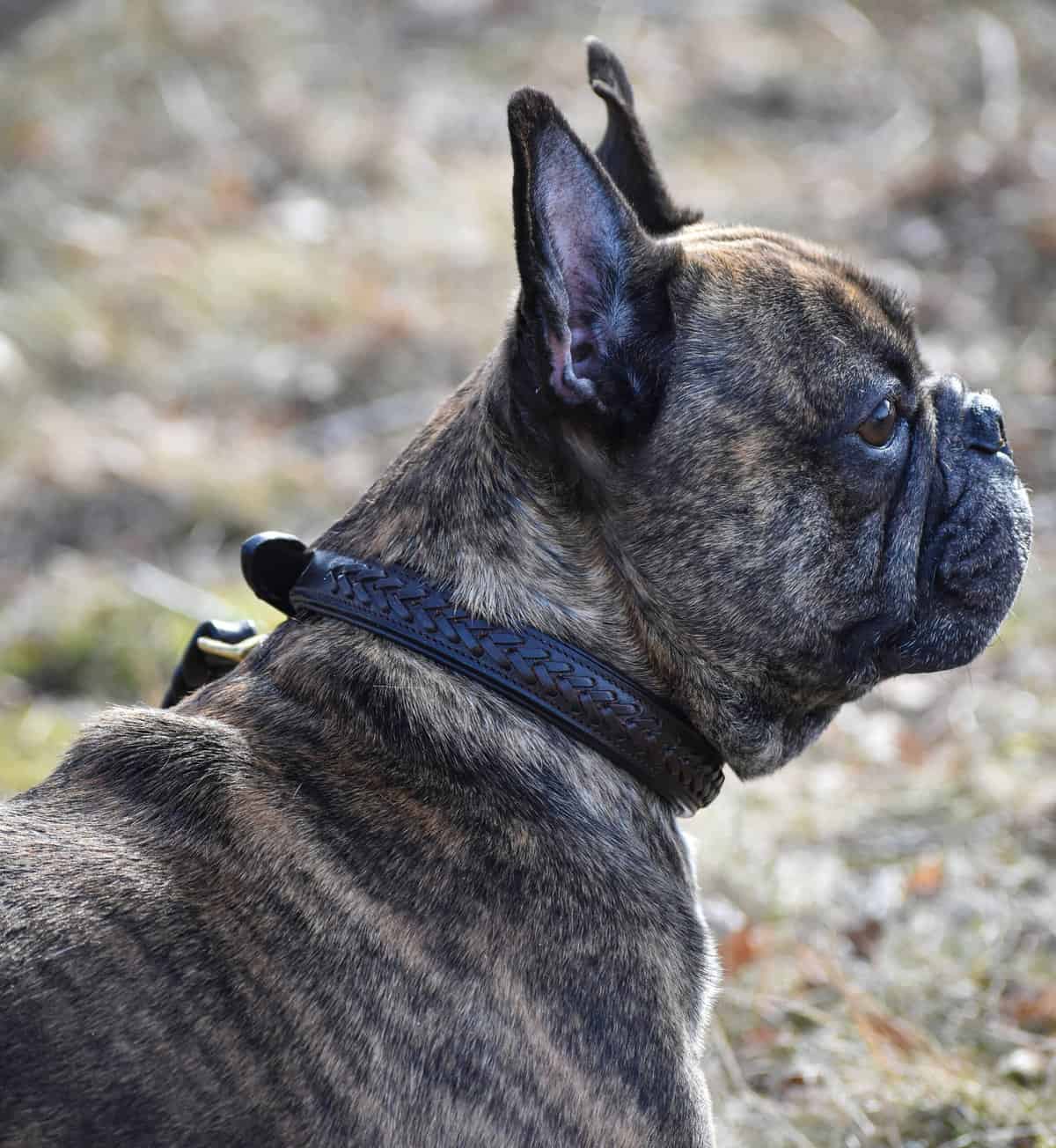 Premium dog collar in plaited natural tanned leather-3