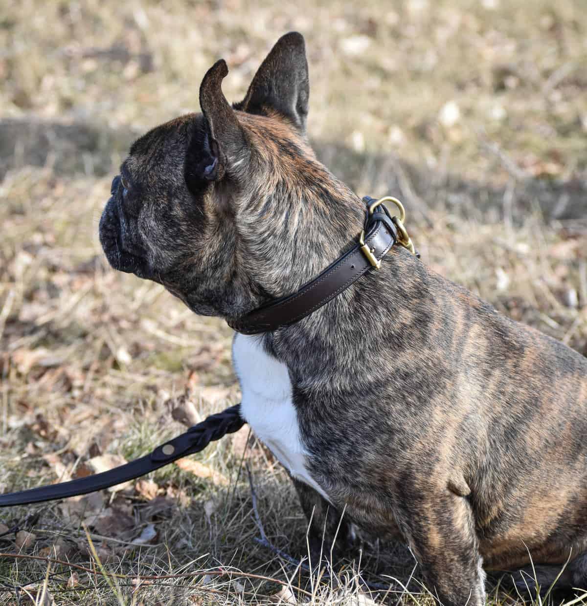 Premium dog collar in plaited natural tanned leather-4