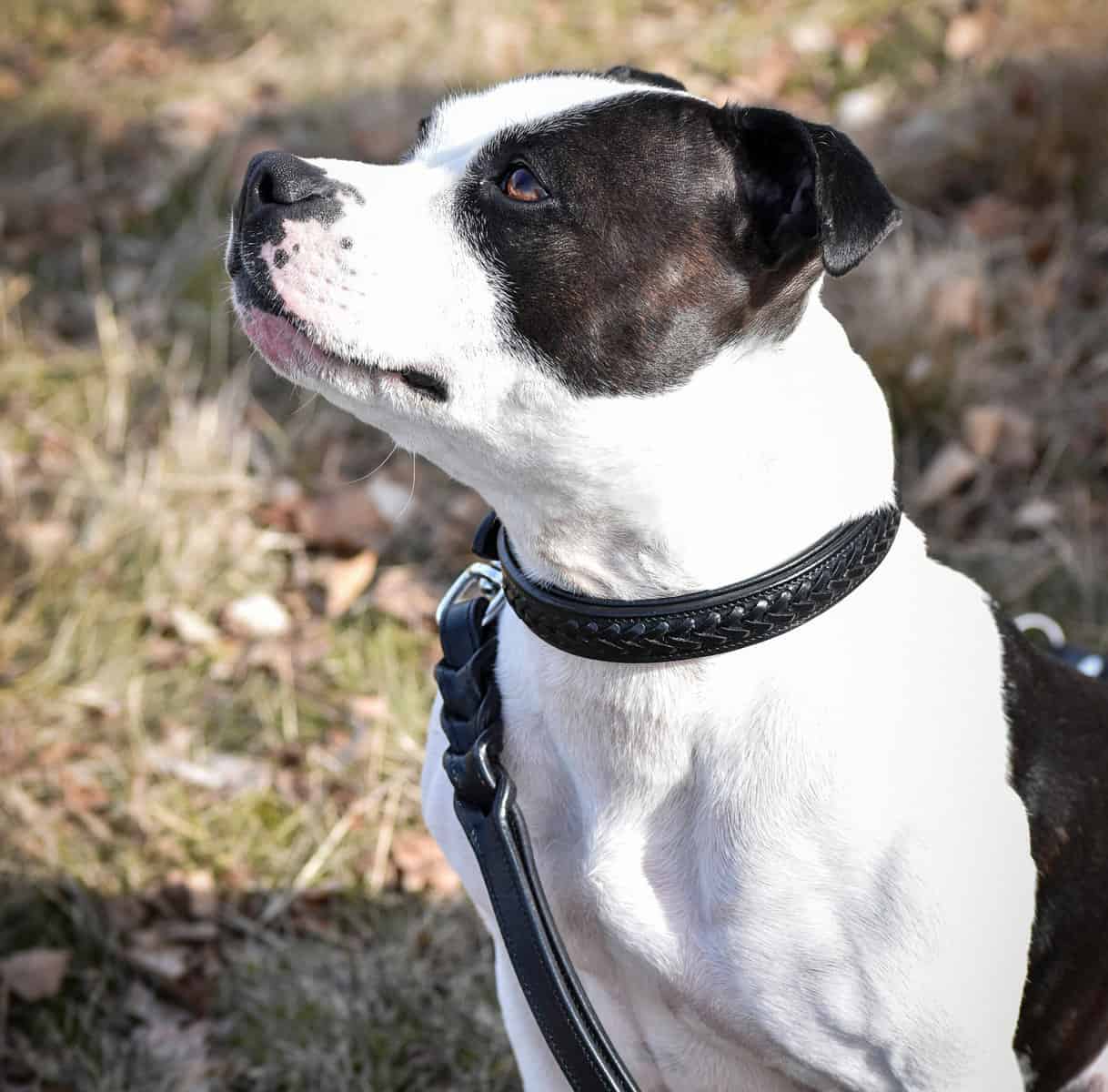 Premium dog collar in plaited natural tanned leather-2